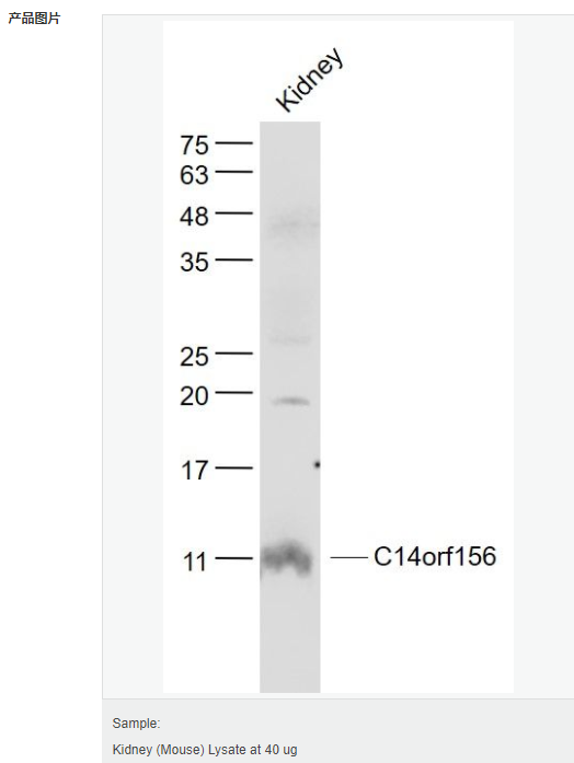 6052b7db41822.png image.png