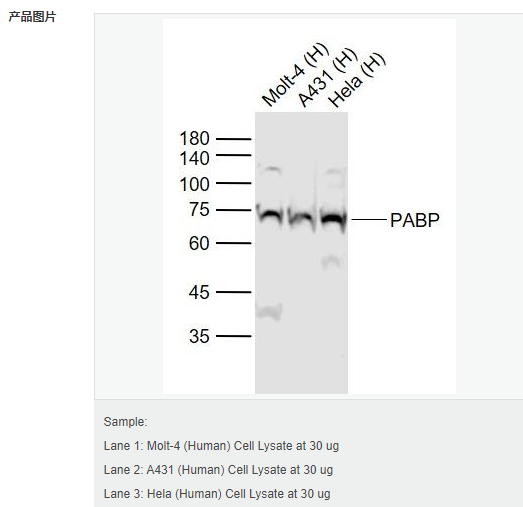 6052bcc77a2e5.png image.png