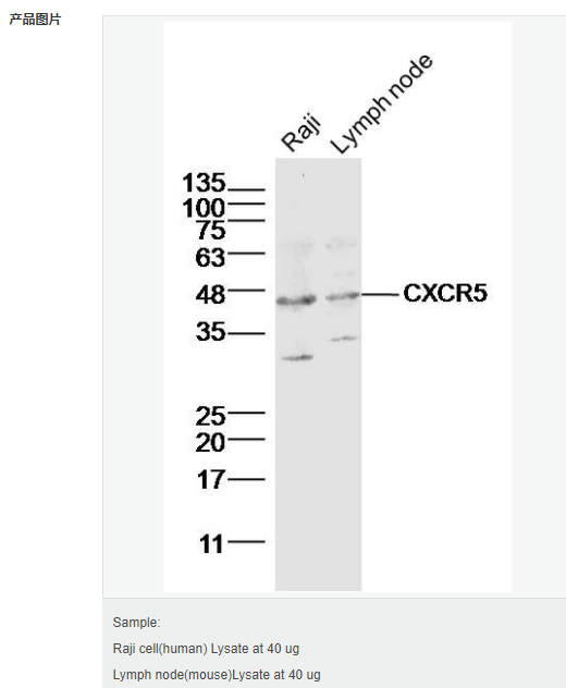 60545018ba3c2.png image.png