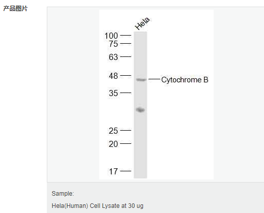 60584793c6a71.png image.png