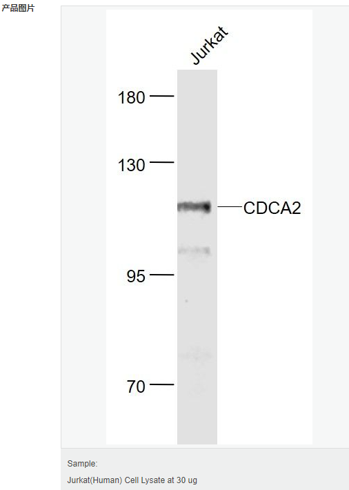 605aca15893aa.png image.png