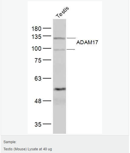 60652e02a5f5f.png image.png