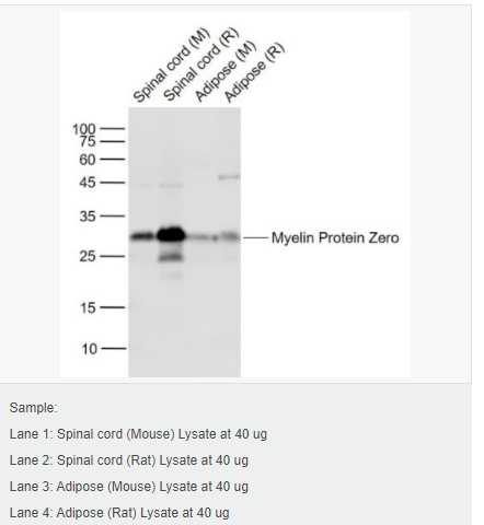 607647c10118f.png image.png